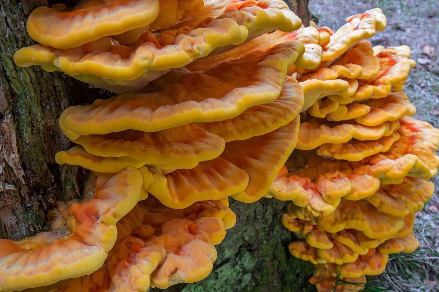 Chicken Of The Woods Recipe: A Flavorful Twist on Wild Mushroom Magic